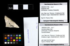 Foto (Objekt + Etiketten) von Goniodromitidae indet. 